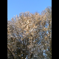 Magnolia Kobus (fam Magnoliacees) (Japon) (02)